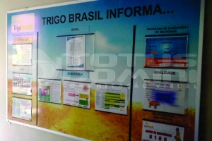 TRIGO BRASIL